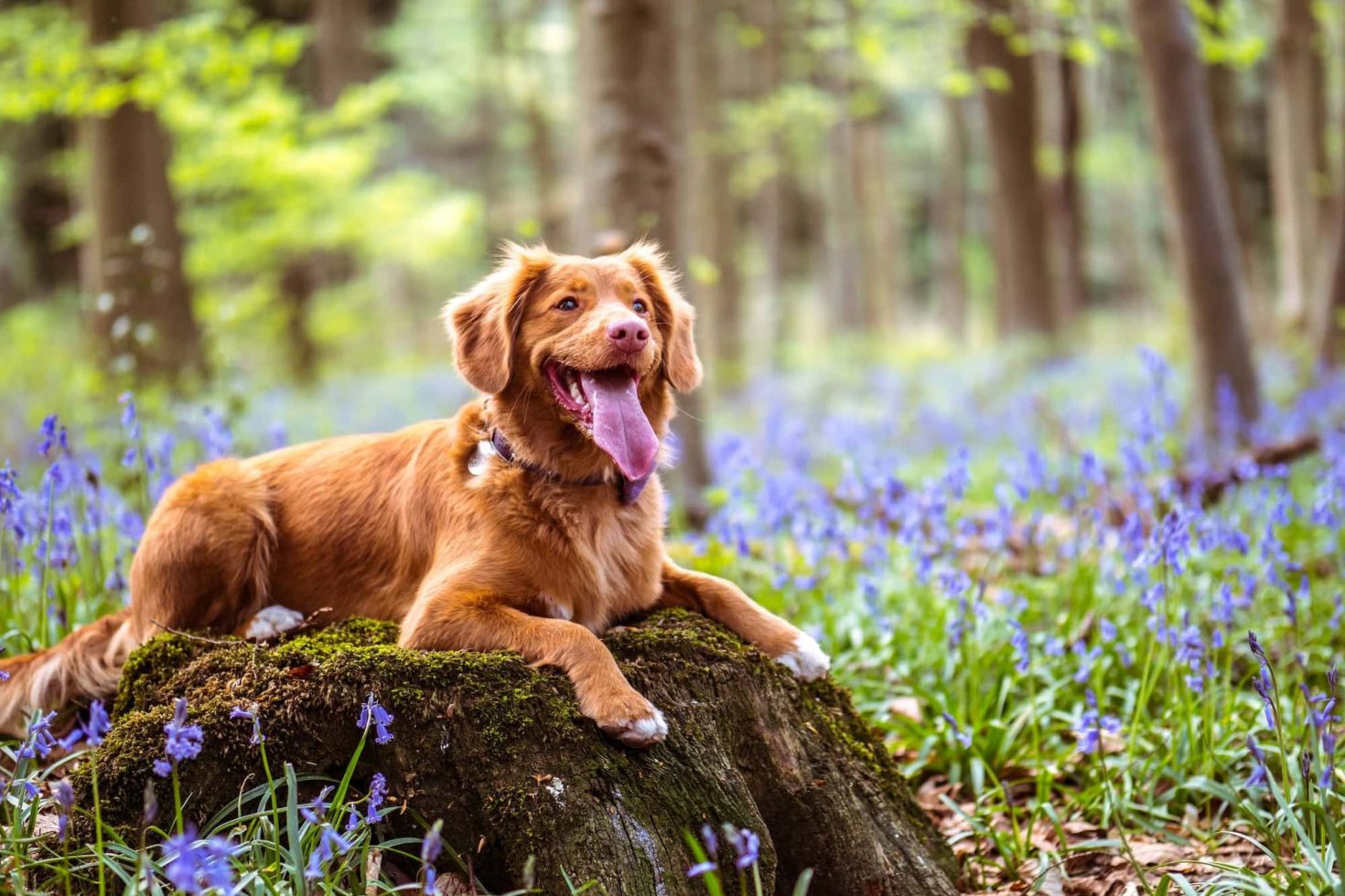 Bespoke website for a veterinary surgeon consultation service