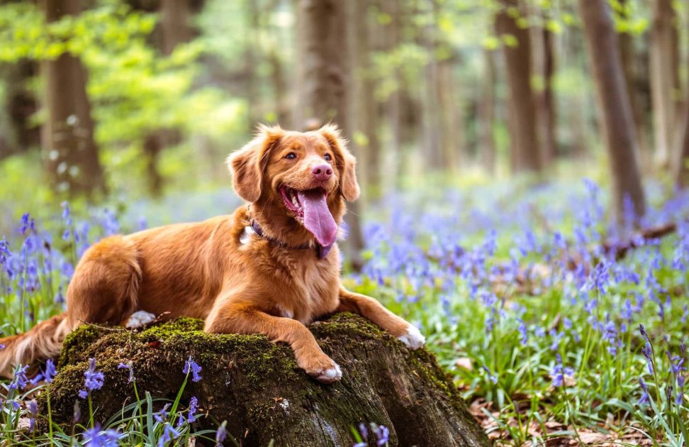 Bespoke website for a veterinary surgeon consultation service