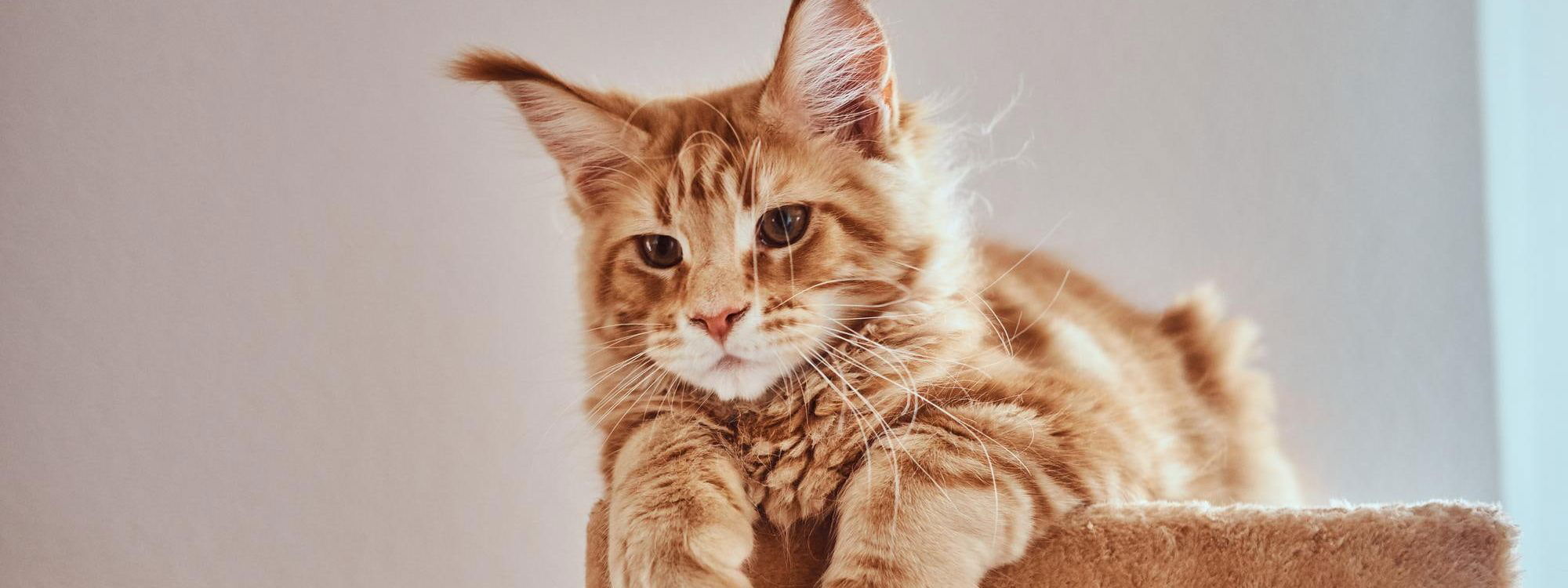 Ginger Maine Coon kitten